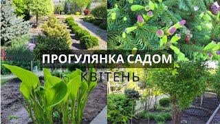 Весняні прирости хвойних. Ялина Пуш, Акрокона і барбариси. Сад в квітні