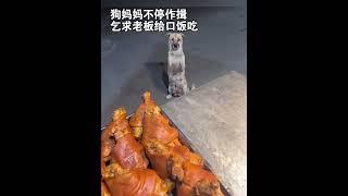 刚生完狗崽的狗妈妈不停作揖，乞求老板给口吃的#狗狗 #狗狗的心思都写在脸上了 #治愈系 #狗狗故事 #画一个故事（视频素材源自于@小郑肘子）
