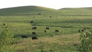 Differences Between High, Medium, Low-Profit Cow-Calf Producers