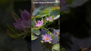 Fresh Morning with fresh waterlily from my lotus and waterlily Garden. how to grow lotus & waterlily