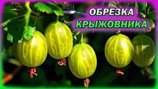 Обрежьте так крыжовник и ягоды будут завались! Как обрезать крыжовник на урожай. Обрезка крыжовника.