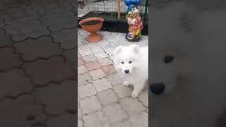 Самоед встретил черного незнакомца #самоед #собака #шортс #dog #samoyed #прогулка #кошка