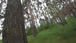 хвойный лес живые звуки  Live Stereo v Nature