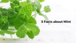 5 Facts about Mint | 5 Facts Hub