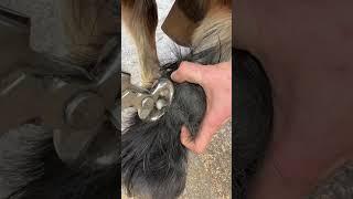 Long ergot needs trimming ! #farrier #satisfying #asmr#farrierlife