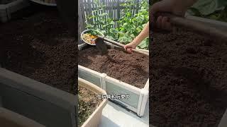 种菜人的选择 The Life in the Garden #我的小菜园 #种植的乐趣 #阳台小院均可种植