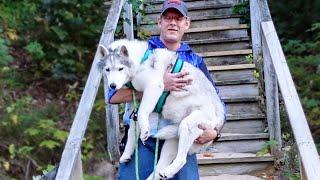 My Husky Had to Be Carried!