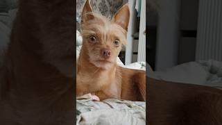 Ребенок Максюша #суперсобака #love #животные #собака #милота #cute #lovemaxlife #pets