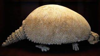 The Glyptodon Was A Prehistoric Armadillo So Big That Early Humans Used Its Shells For Shelters