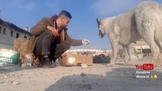 köpekler mahsum sokak hayvanları sesiz kullar