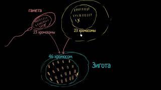 Терминология оплодотворения (видео 1)| Деление Клетки | Биология