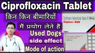 Ciprofloxacin Tablet/ Ciplox tablet / zoxan Tablet, uses ,side effect in hindi