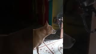 #dog#dogshorts #doglover #rassu #youtubeshorts #lovesister