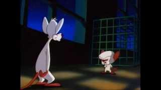 The Same Thing We Do Every Night... - A Pinky and The Brain Compilation