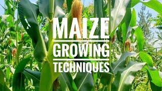 Maize Farming Techniques in Northern Uganda: Maximize your Farming Profits with these Tips