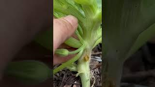 The #bug days of June have officially arrived in the #garden for zone 7b-8a