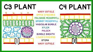 How C3, C4 and CAM Plants Do Photosynthesis (Old version!)