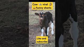 Funny animal videos pani lao re