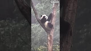 "Panda Paradise: Heartwarming Clips That Will Make You Smile