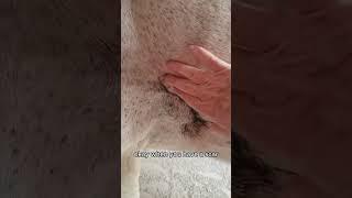 How to Soften Scar Tissue on Horses | Holistic Horseworks