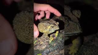 Catch a frog funny fly | big frog funny jump | Catch a frog for fun short