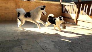 Yakutian Laika | Mom and daughter playing  So sweet 