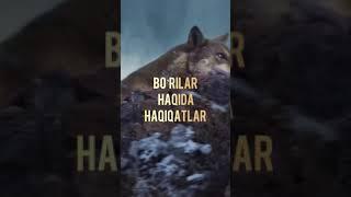 Bo’rilar haqida haqiqatlar - Abu Yusuf