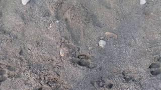 Tiger footprint in Dooars