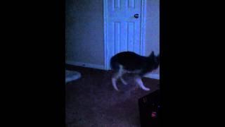 husky chasing his tail :)