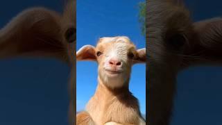 Cute Farm Animals  | Animals Video