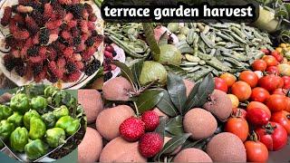 Terrace garden in telugu latest#gardening #fruit #vegetables#harvest  @mymomsterracegarden