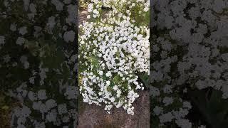 СПИРЕЯ БІЛА або СПИРЕЯ ВАНГУТТА В ТІНІ.SPIREA WHITE or SPIREA VANGUTTA IN THE SHADOW 2023.#shorts