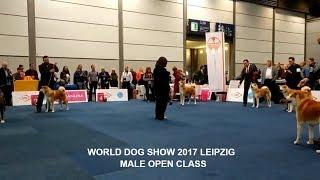 WORLD DOG SHOW 2017 | MALE OPEN #AKITA INU #WDS | GERMANY, LEIPZIG | #WDS2017 #АКИТА ИНУ #秋田 #犬秋田