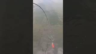 Milkfish hunting #shorts #fishing #shortvideo #fyp