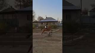 Бекарыс палуан #rek #horse #subscribe