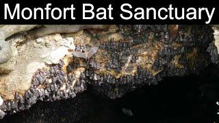 2.3 million bats in Monfort Bat Sanctuary on Samal Island in Mindanao Philippines