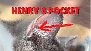 What Is Henry’s Pocket? | Two Crazy Cat Ladies #shorts