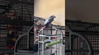 My African Grey says I beat him!! 