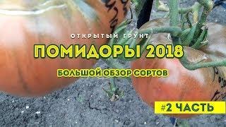 Обзор сортов помидор 2018 ! На открытом грунте 2 часть