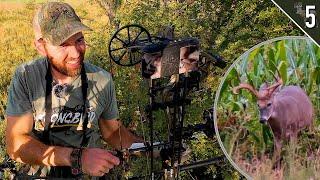 Public Land Bow Hunting in HOT Weather  (Will Bucks Move??)