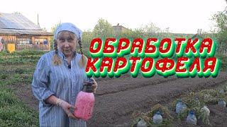 Чем обрабатывать картофель перед посадкой?