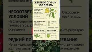 ПОЧЕМУ ЖЕЛТЕЮТ ОГУРЦЫ? 