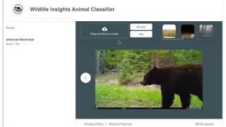 Wildlife Insights AI models predicting species and blank images in camera trap photos