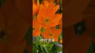 橙花虎眼万年青