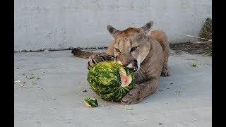 How to choose a watermelon? Puma who loves watermelons