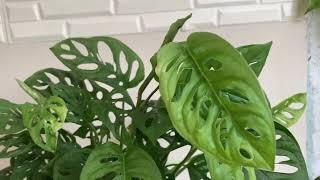 Como cuidar da monstera  Adansonii , a planta com furinhos nas folhas .