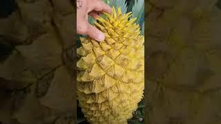 Cycad cone opening - Cycad World of Innovations