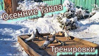 Обзор тренировки голубей, осенних Таклачат. #pigeon #takla #голуби #такла