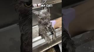 How My Cat Does It vs. Other Cats #funny #cats #kitten #pets #animals #funnymoments #funnyvideo