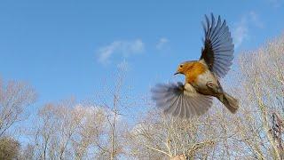 Robins in slow motion - UHD 4K